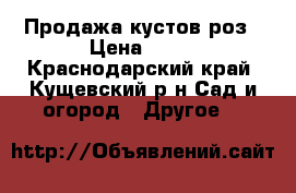 Продажа кустов роз › Цена ­ 60 - Краснодарский край, Кущевский р-н Сад и огород » Другое   